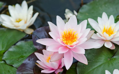 Pisces birth month flower meaning： Discover the hidden messages!