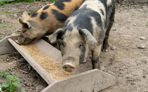 What are the benefits of raising pigs and fishes？ Here are the answers!