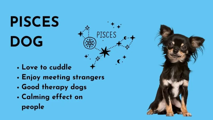 Do you know the pisces dog personality？ Learn the key features!