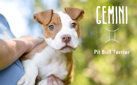 Do you understand pisces dog traits？ Learn more about your furry friend!