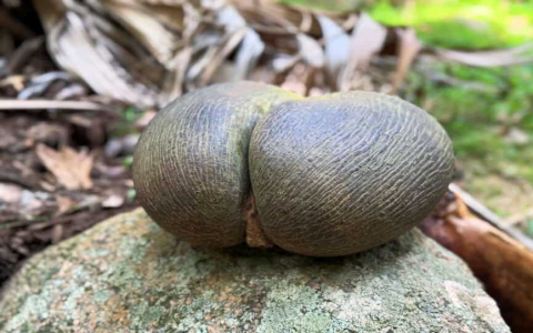 Is Pisces car hire Praslin reliable？ Read real customer reviews!