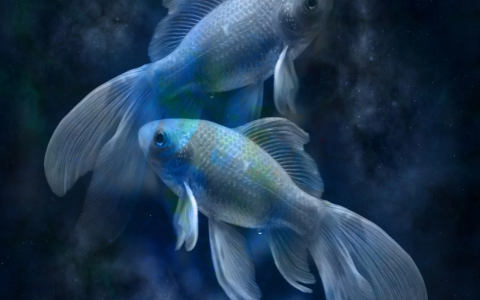 How important are pisces sexual traits female？ Get the answer here!