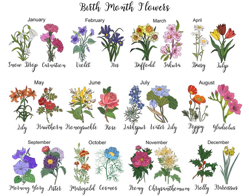 Is the popular birth flower generator truly accurate？ Check these real flower facts!