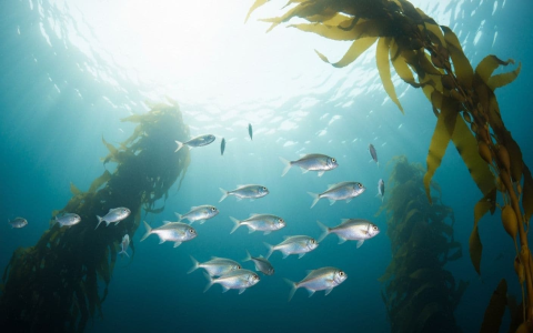 What happens when 2 Pisces in a relationship are fighting? Solutions inside!